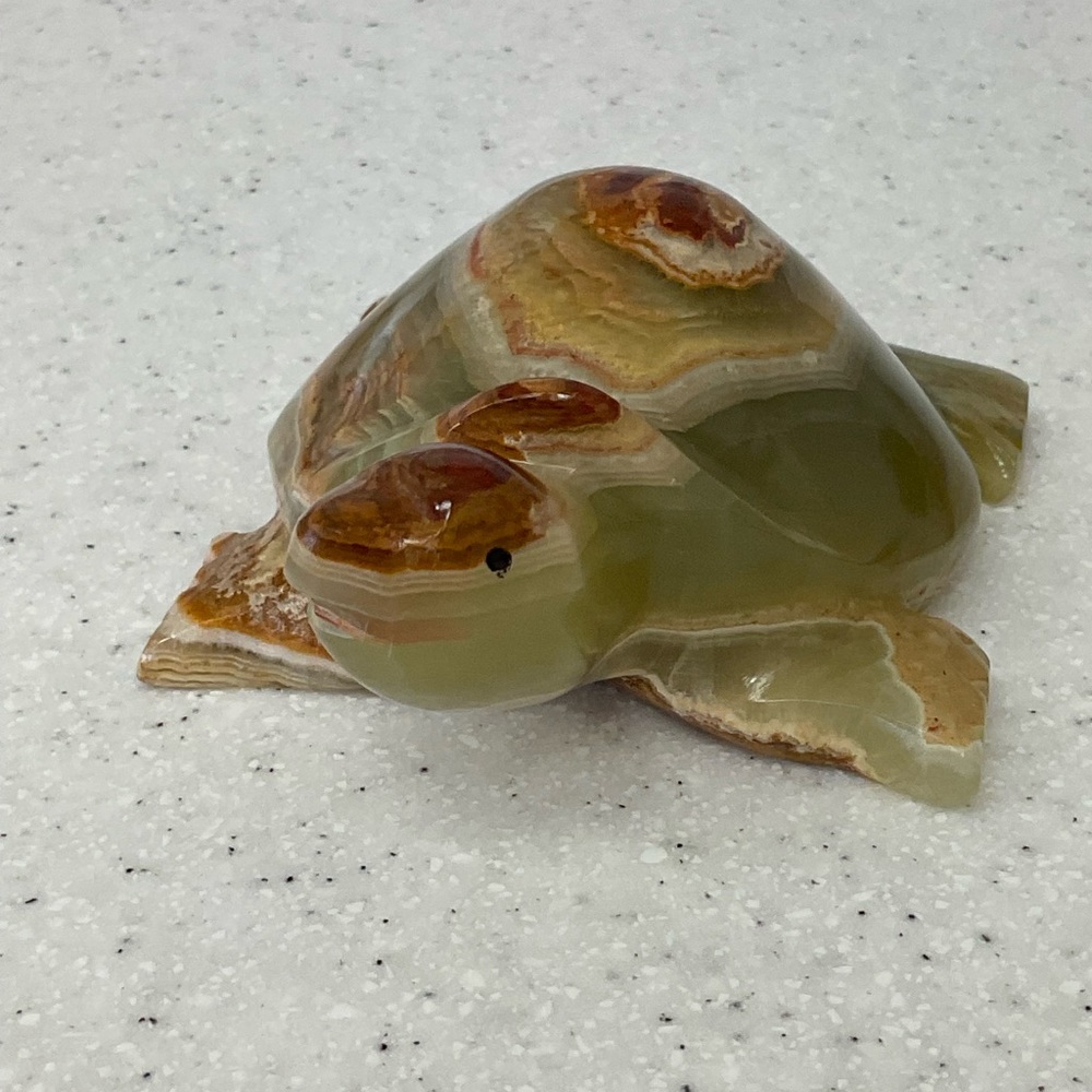 Beautiful marble turtle . - Picture 7 of 10